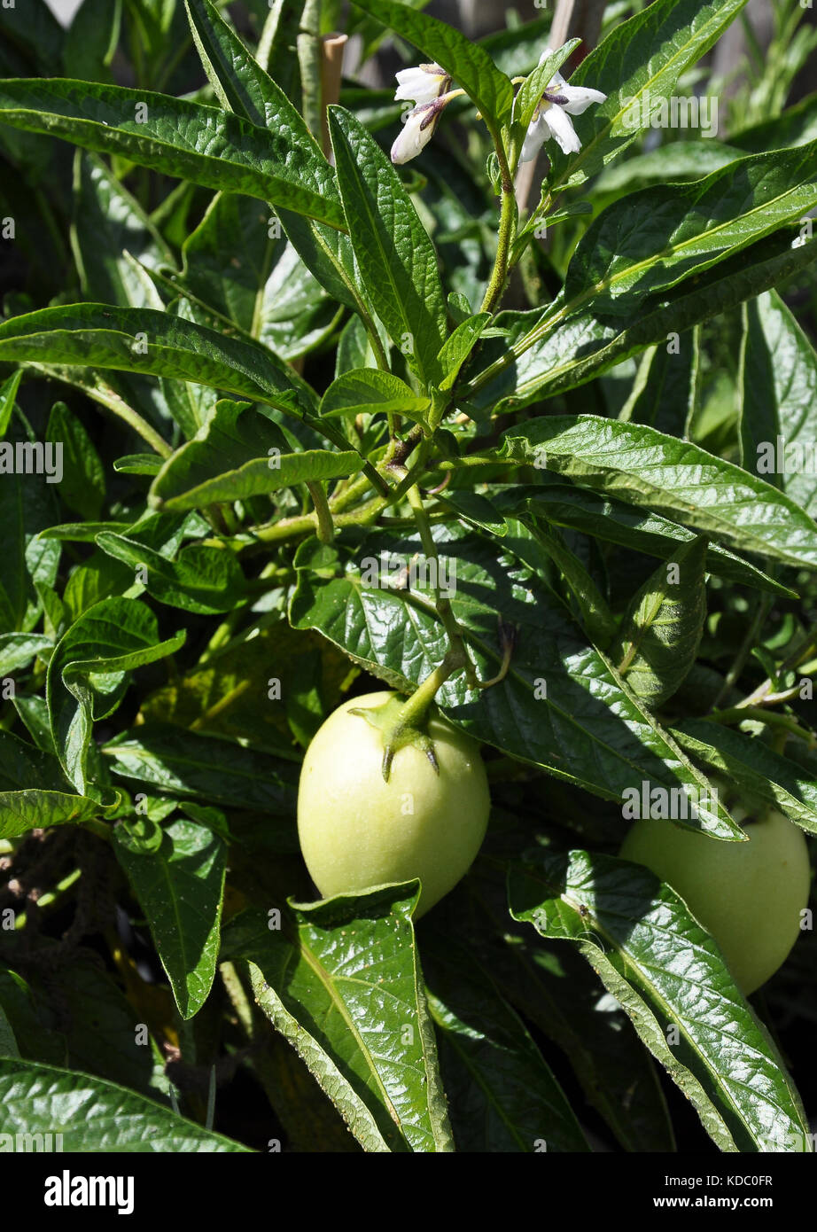 Unripe pepino at shrub Stock Photo