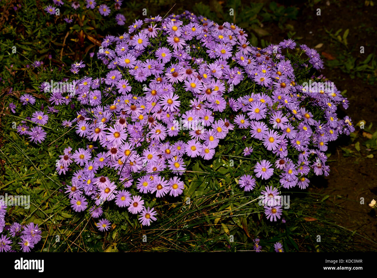 Daisy Type Ground Cover
