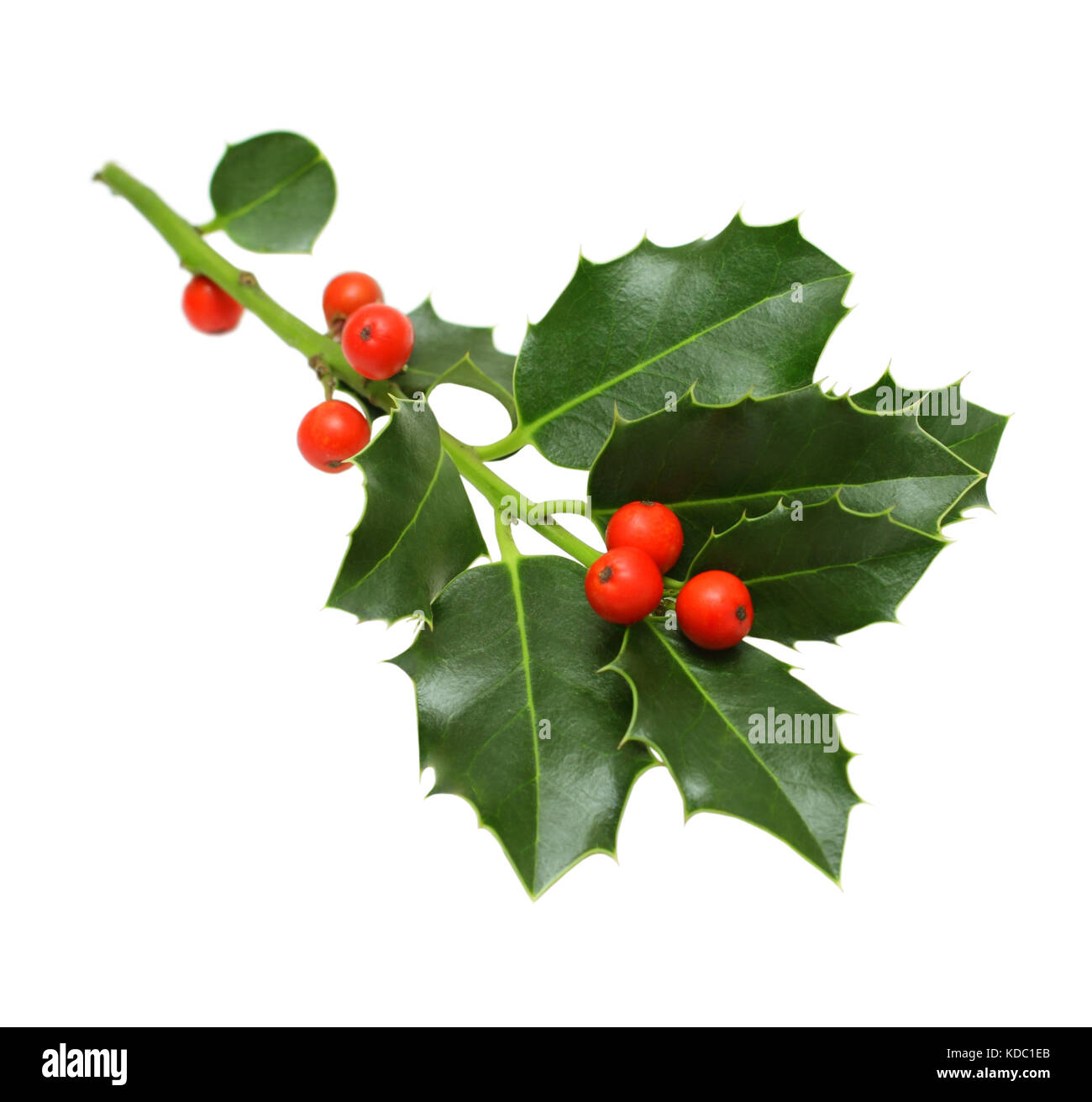 Green Christmas holly isolated on white background Stock Photo - Alamy