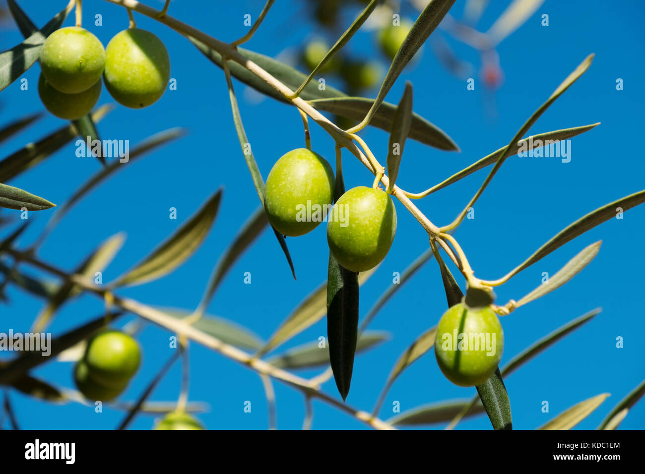 Olives on an olive tree blue sky background, Antequera. Málaga province, Andalusia. Southern