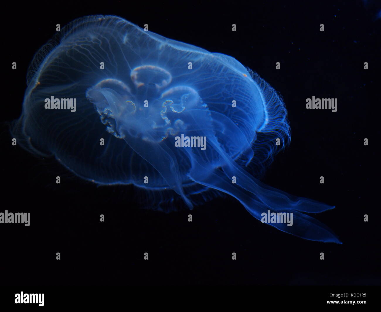 Jellyfish with a black background Stock Photo