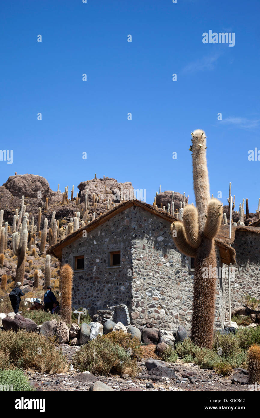Echinopsis atacamensis subsp atacamensis hi-res stock photography and ...