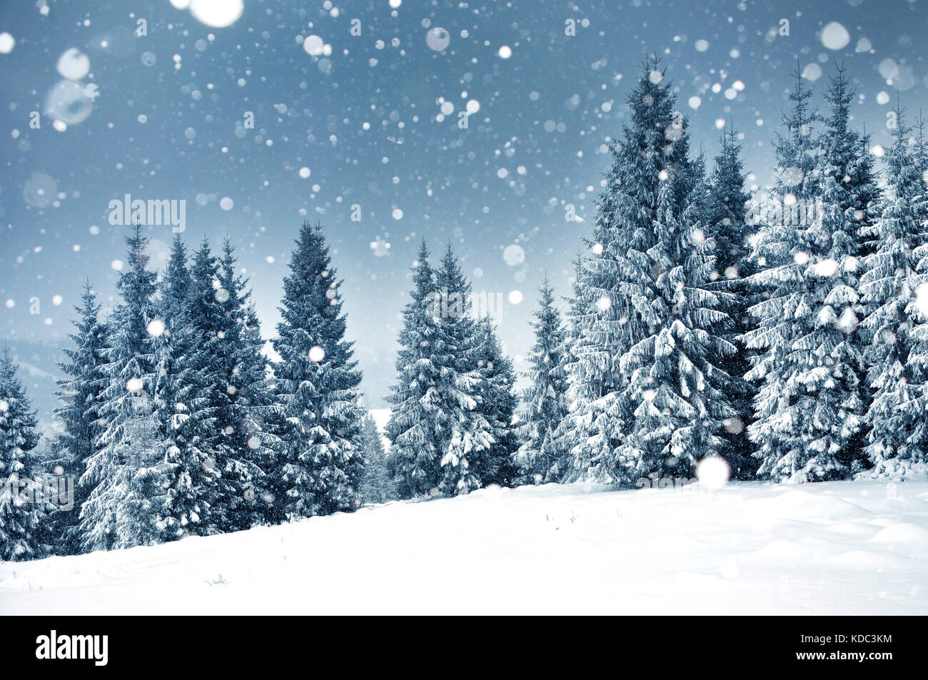 Christmas background with snowy fir trees and heavy snowfall Stock ...