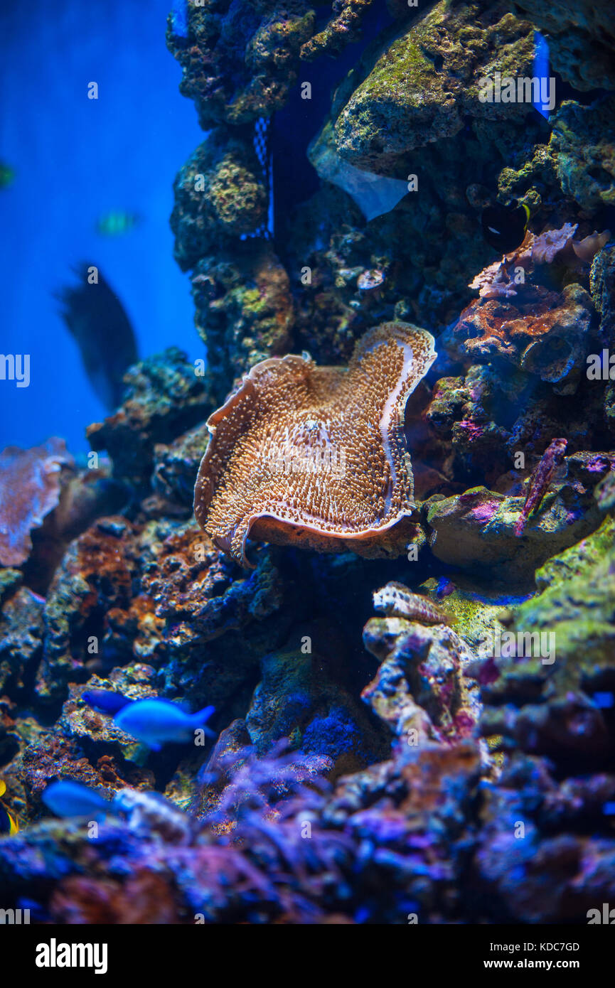 Different marine animals Stock Photo - Alamy