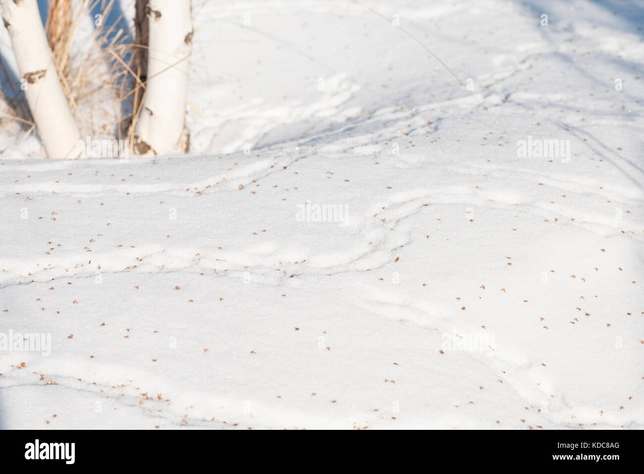 Traces of mice in the snow, drifts Stock Photo