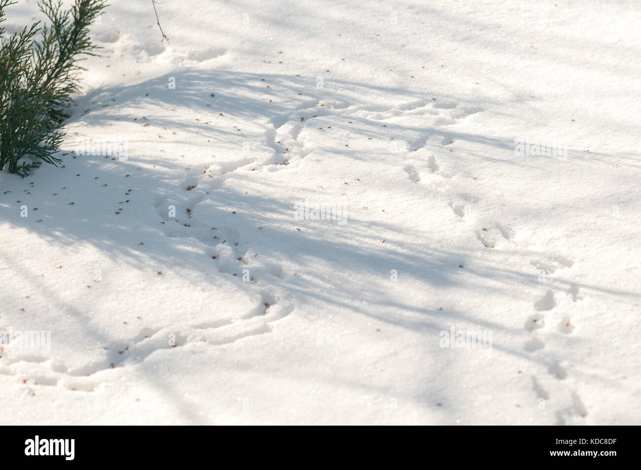 Traces of mice in the snow, drifts Stock Photo