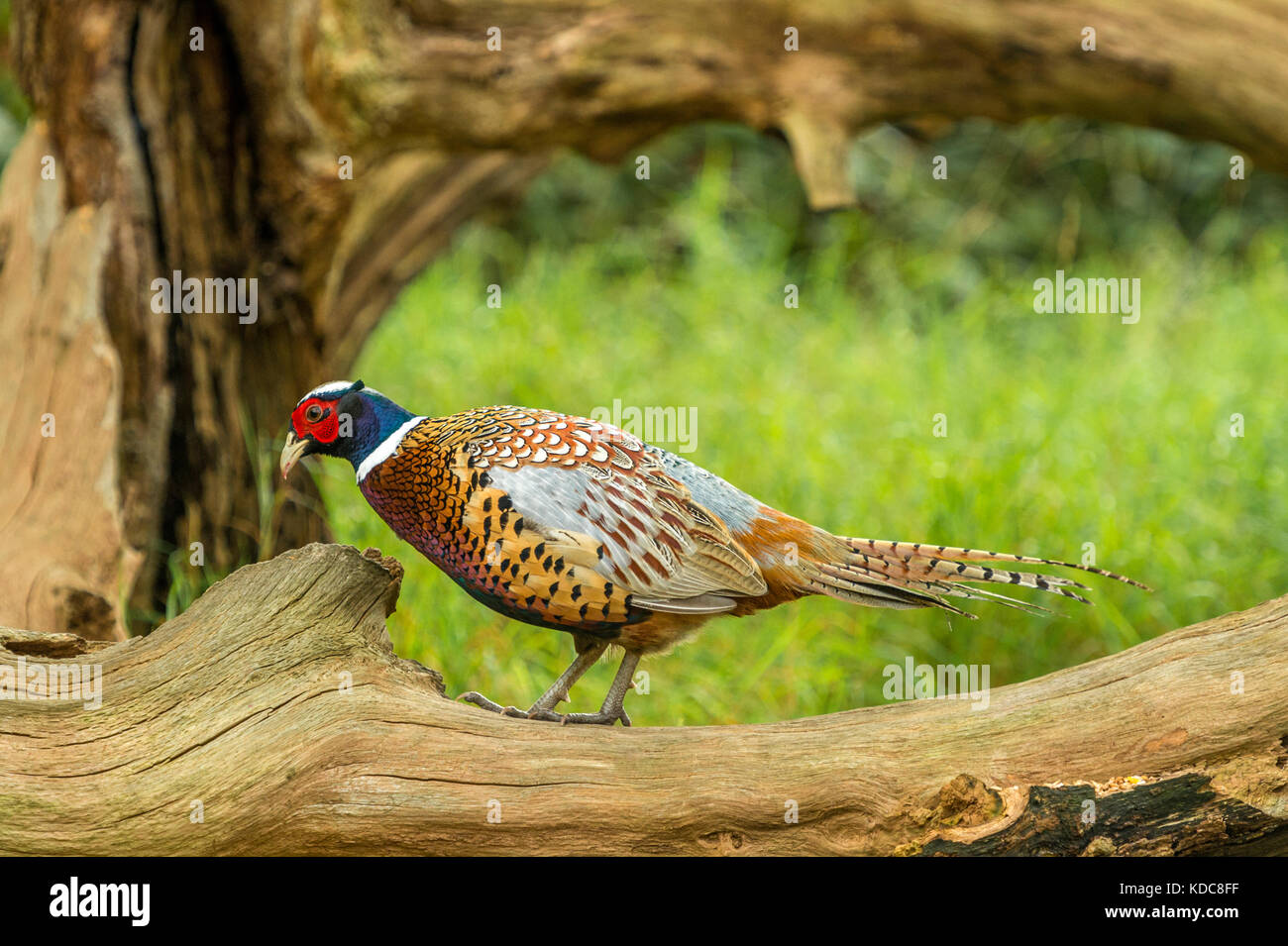 British Wildlife in Natural Habitat. Single Ring-necked Pheasant foraging in ancient woodlands on bright autumn day. Stock Photo