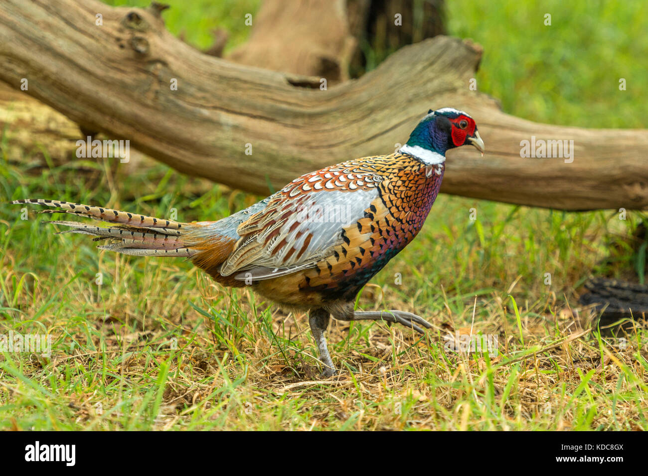 British Wildlife in Natural Habitat. Single Ring-necked Pheasant foraging in ancient woodlands on bright autumn day. Stock Photo