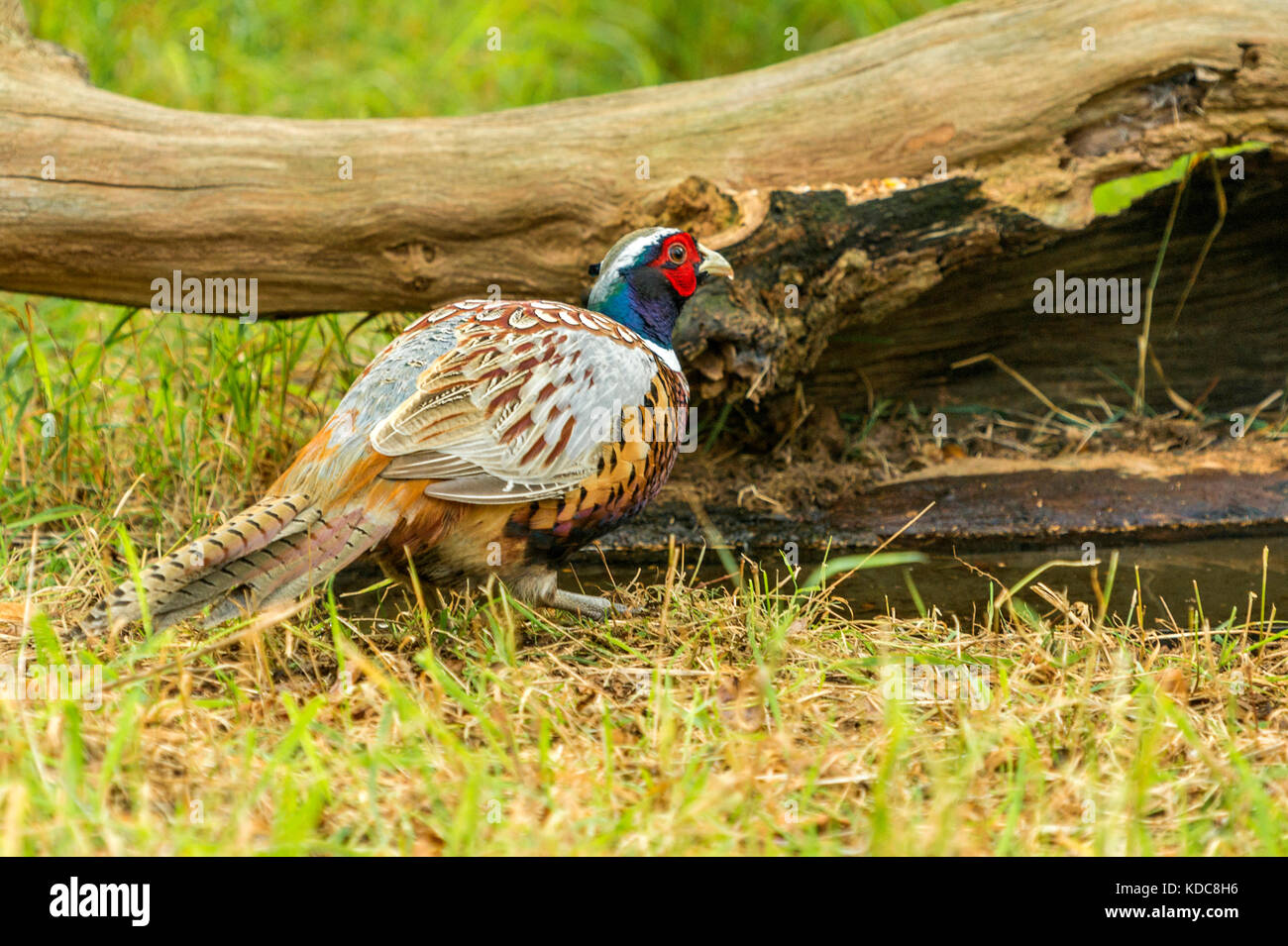 British Wildlife in Natural Habitat. Single Ring-necked Pheasant foraging in ancient woodlands on bright autumn day. Stock Photo