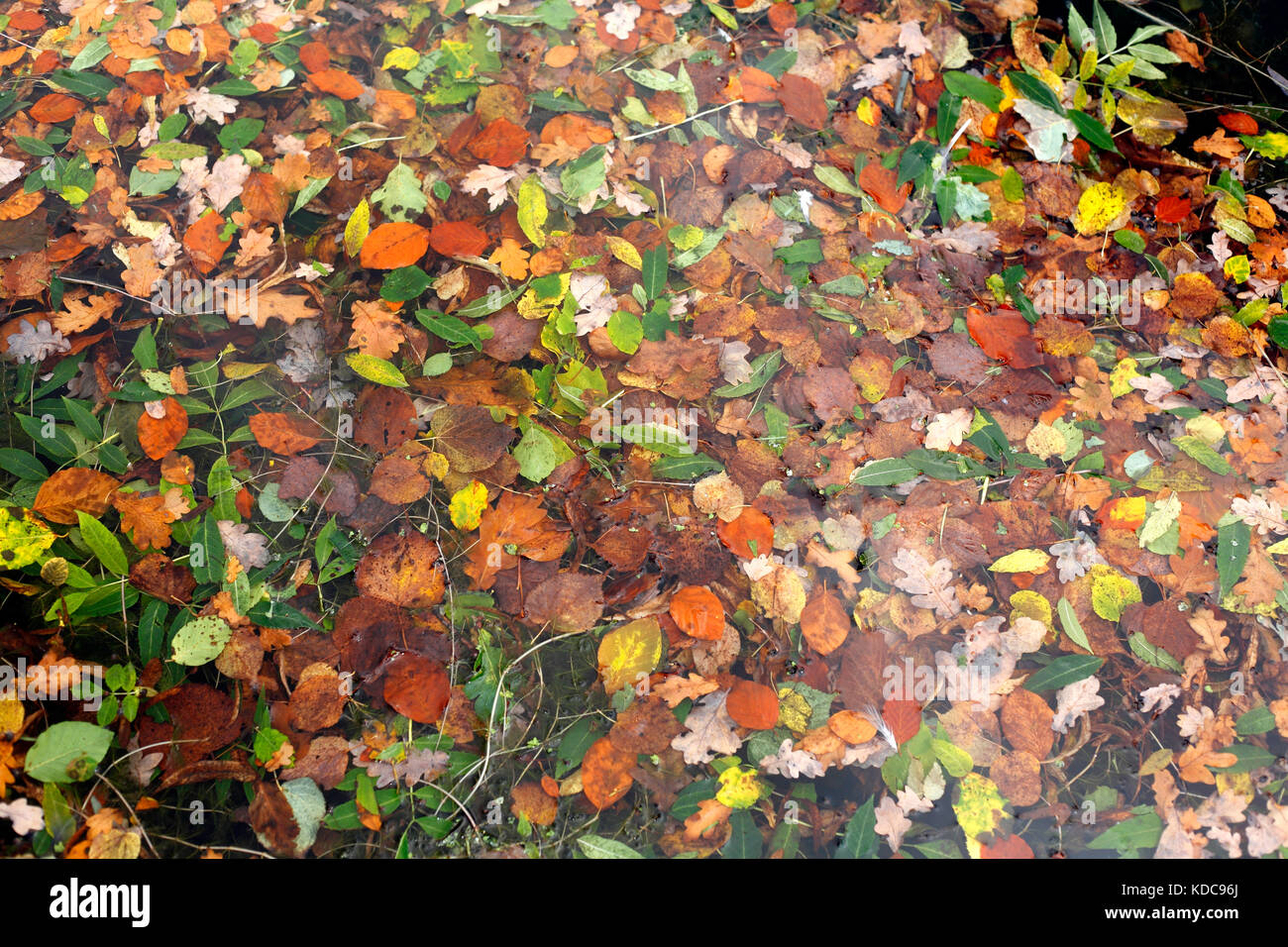 colorful Autumn Leaves swimming in the water Stock Photo - Alamy