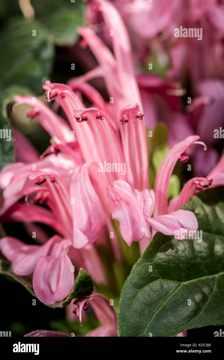Brazilian plume flower hi-res stock photography and images - Page 2 - Alamy