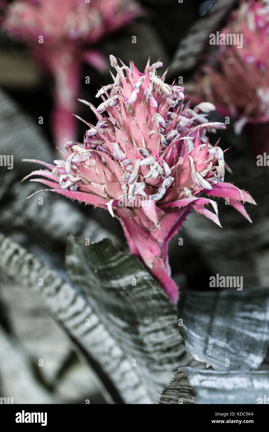 The pretty pink Silver Vase flower in an arboretum. Stock Photo