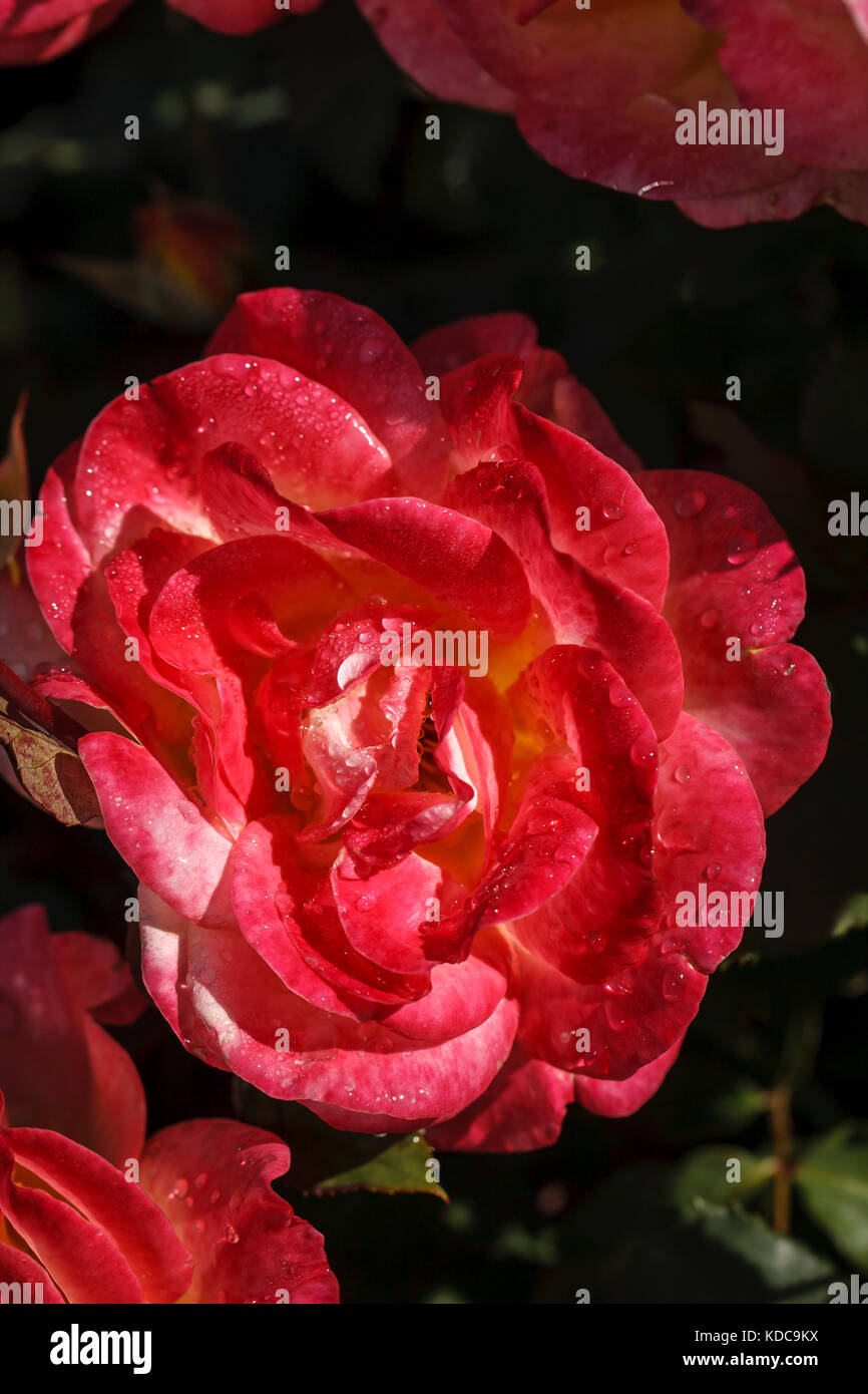 Looking down on a red rio samba rose in a garden Stock Photo - Alamy