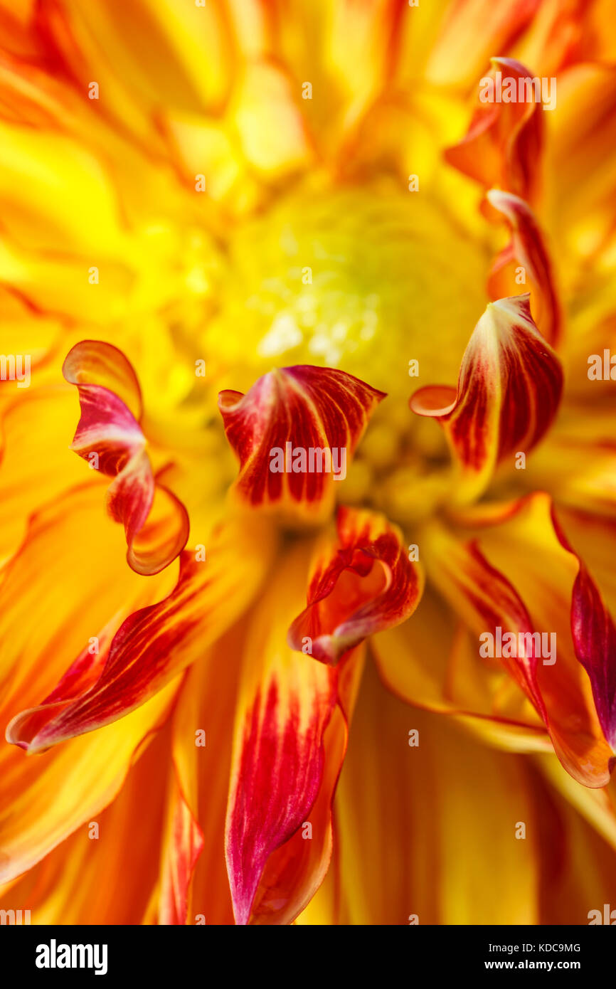 Bright yellow tips hires stock photography and images Alamy