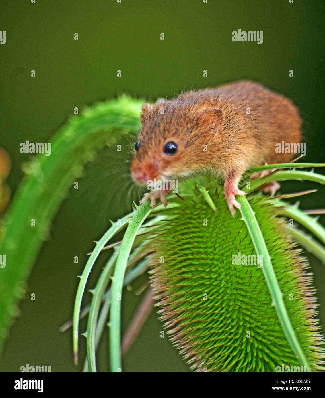 Harvest Mice, Micromys Minutus Stock Photo