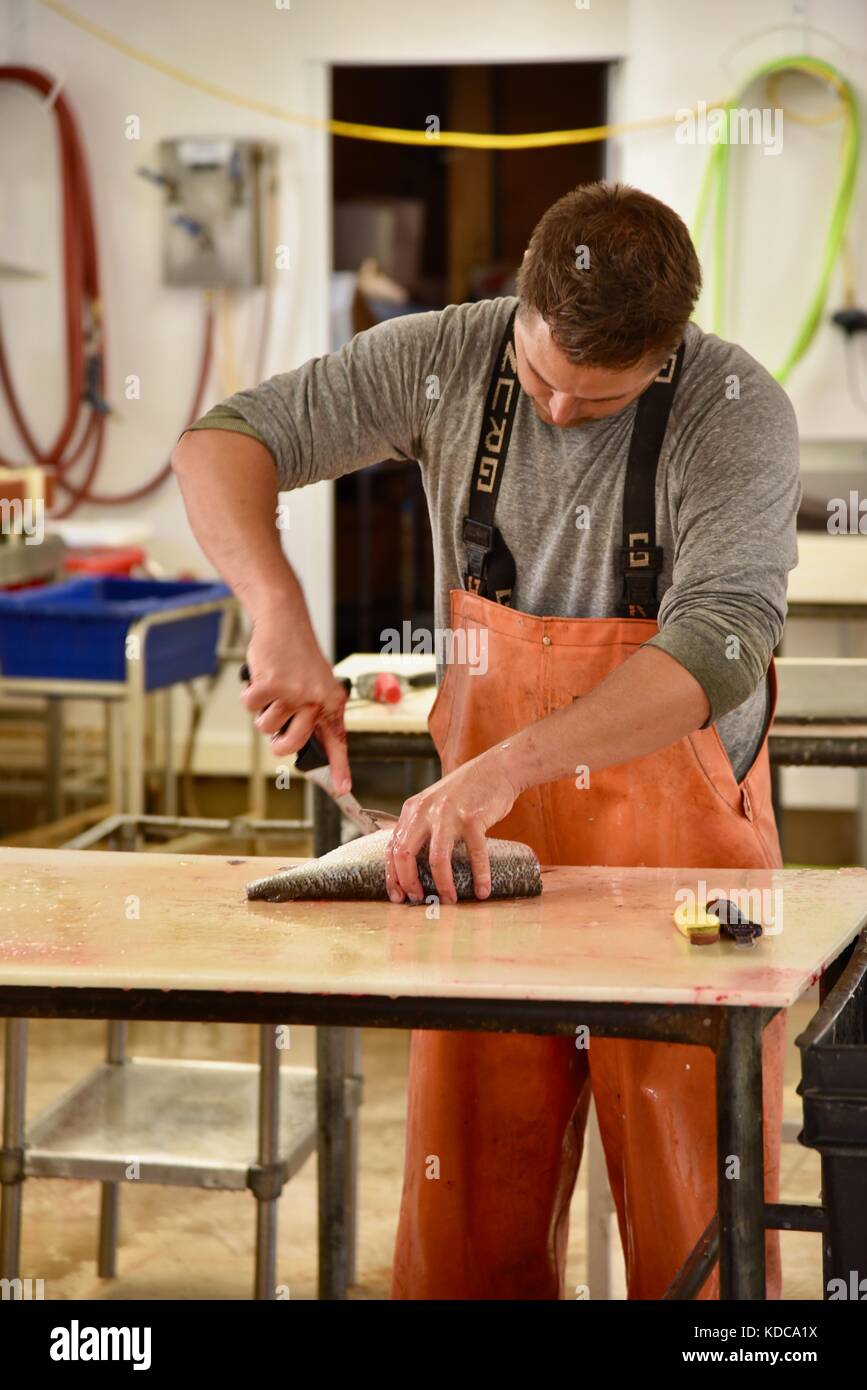 Hard working fisherman gutting and filleting fresh fish at Baileys