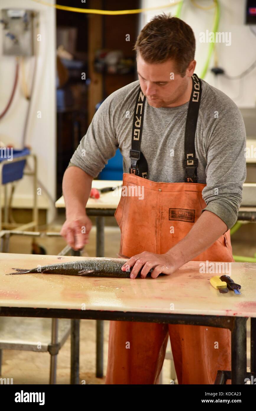 Hard working fisherman gutting and filleting fresh fish at Baileys