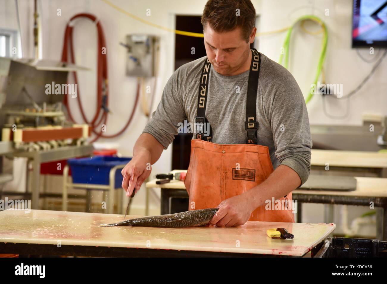 Hard working fisherman gutting and filleting fresh fish at Baileys