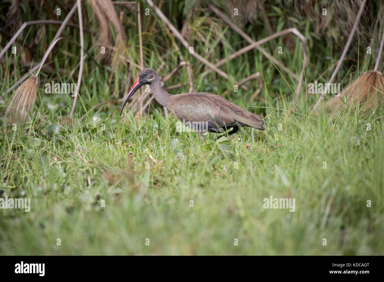 Hadida ibis Bostrychia hagedash in reed bed Lake Naivasha Kenya Stock Photo