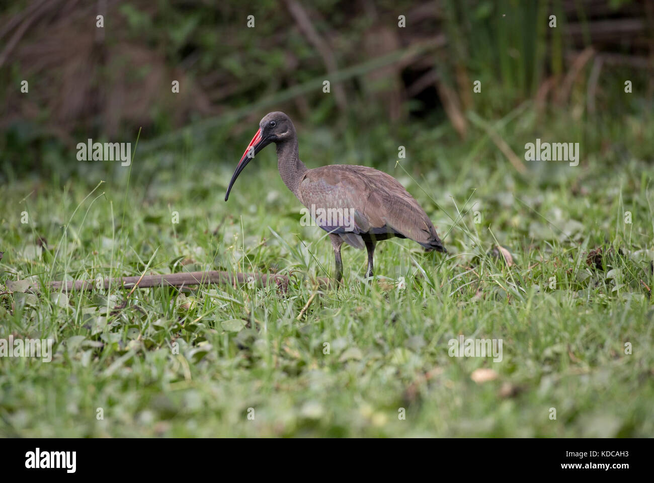 Hadida ibis Bostrychia hagedash in reed bed Lake Naivasha Kenya Stock Photo