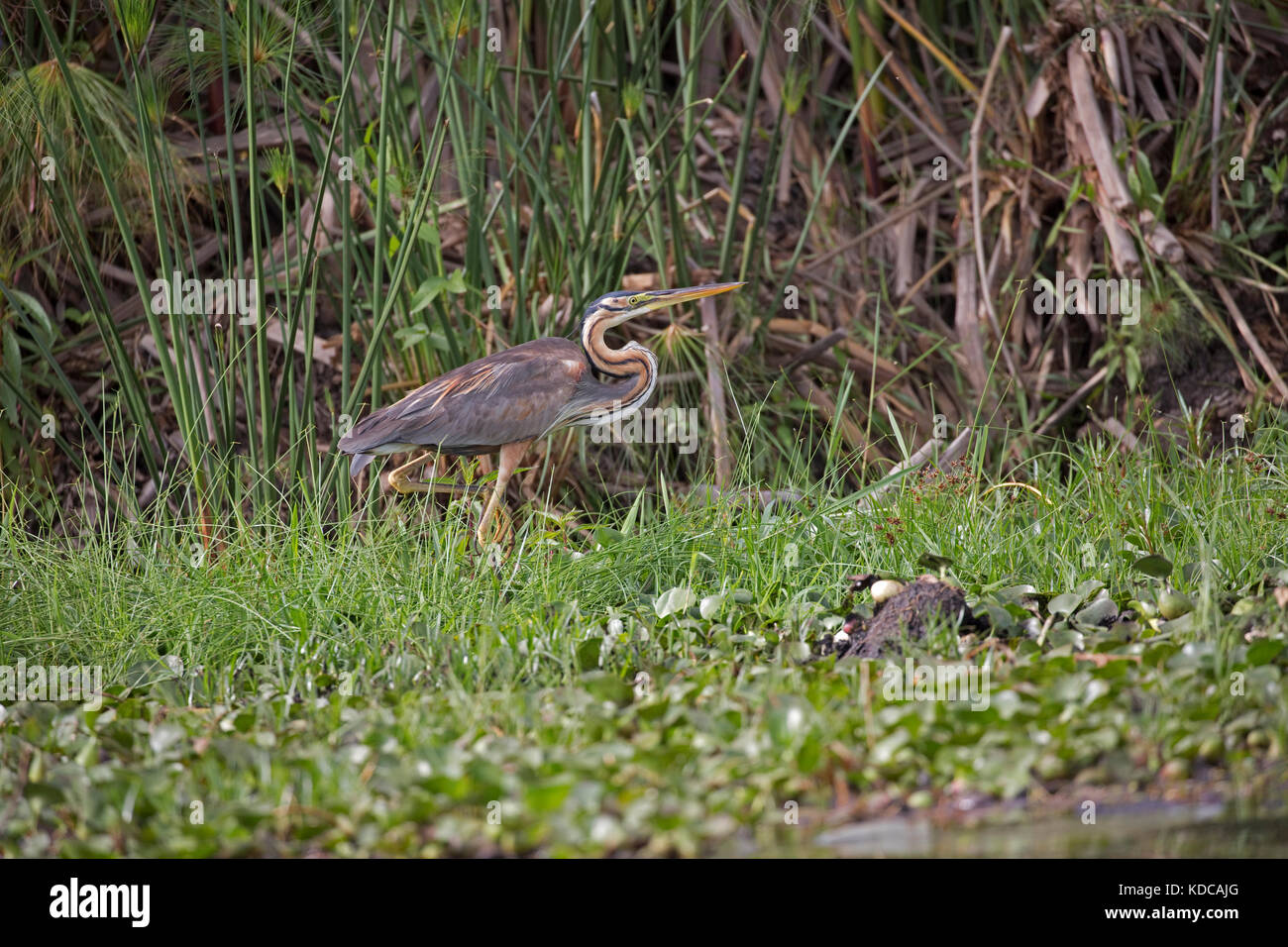 Purple heron Ardea purpurea in reed bed Lake Naivasha Kenya Stock Photo