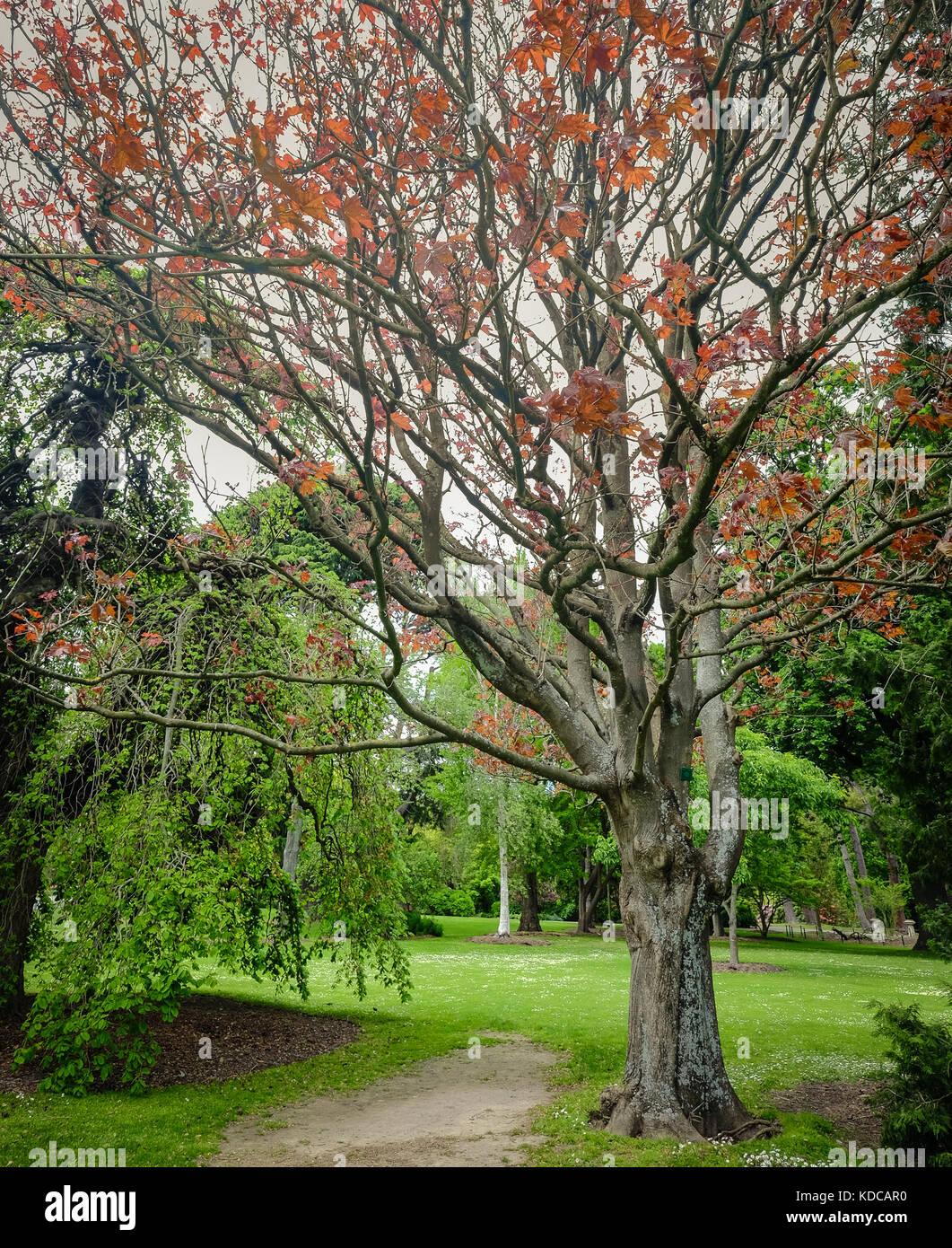 Beautiful trees at botanic garden in the central city of Christchurch