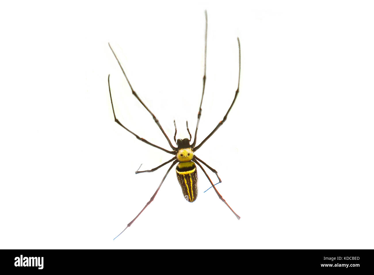 golden orb-weaver spider in white background Stock Photo