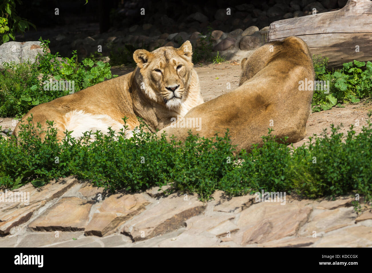 young male Asian lion lazily watching the photographer Stock Photo