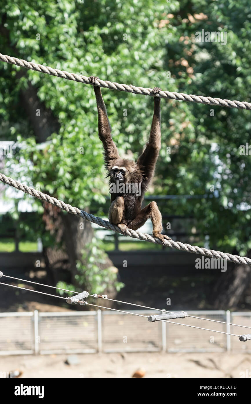 Agile gibbon in the national park on the island of Borneo, shot from a great distance Kota Kinabalu, Sabah,Malaysia. Stock Photo