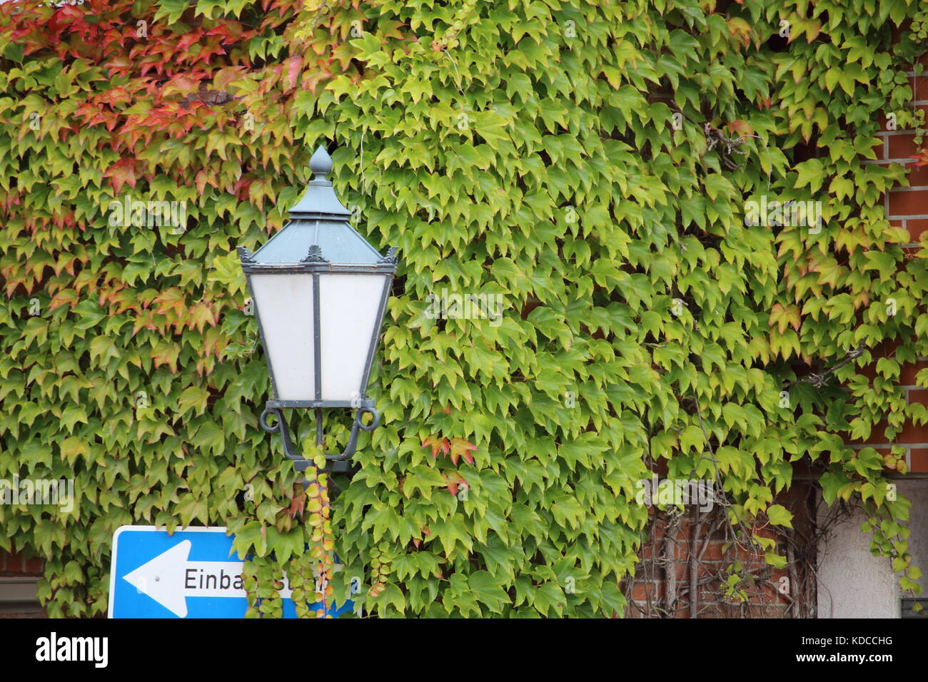 Street lamp between ivy leaves Stock Photo