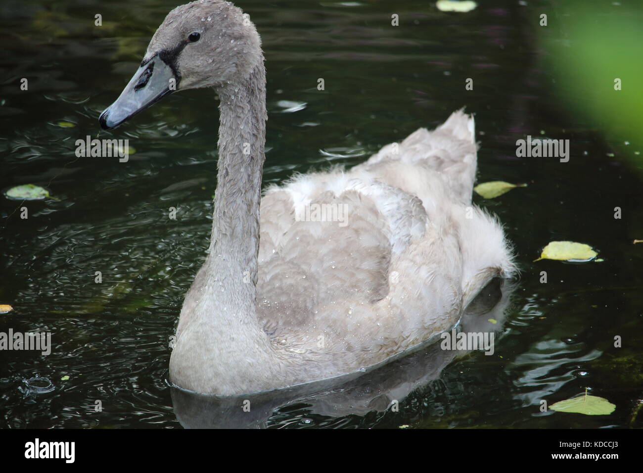 Young swan on a pond Stock Photo