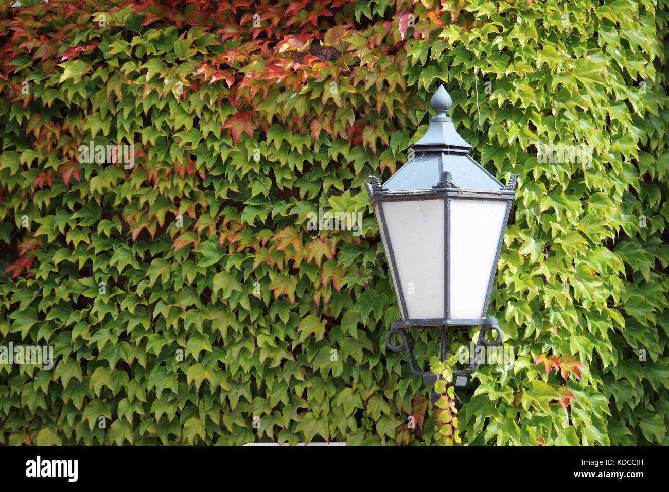 Street lamp between ivy leaves II Stock Photo