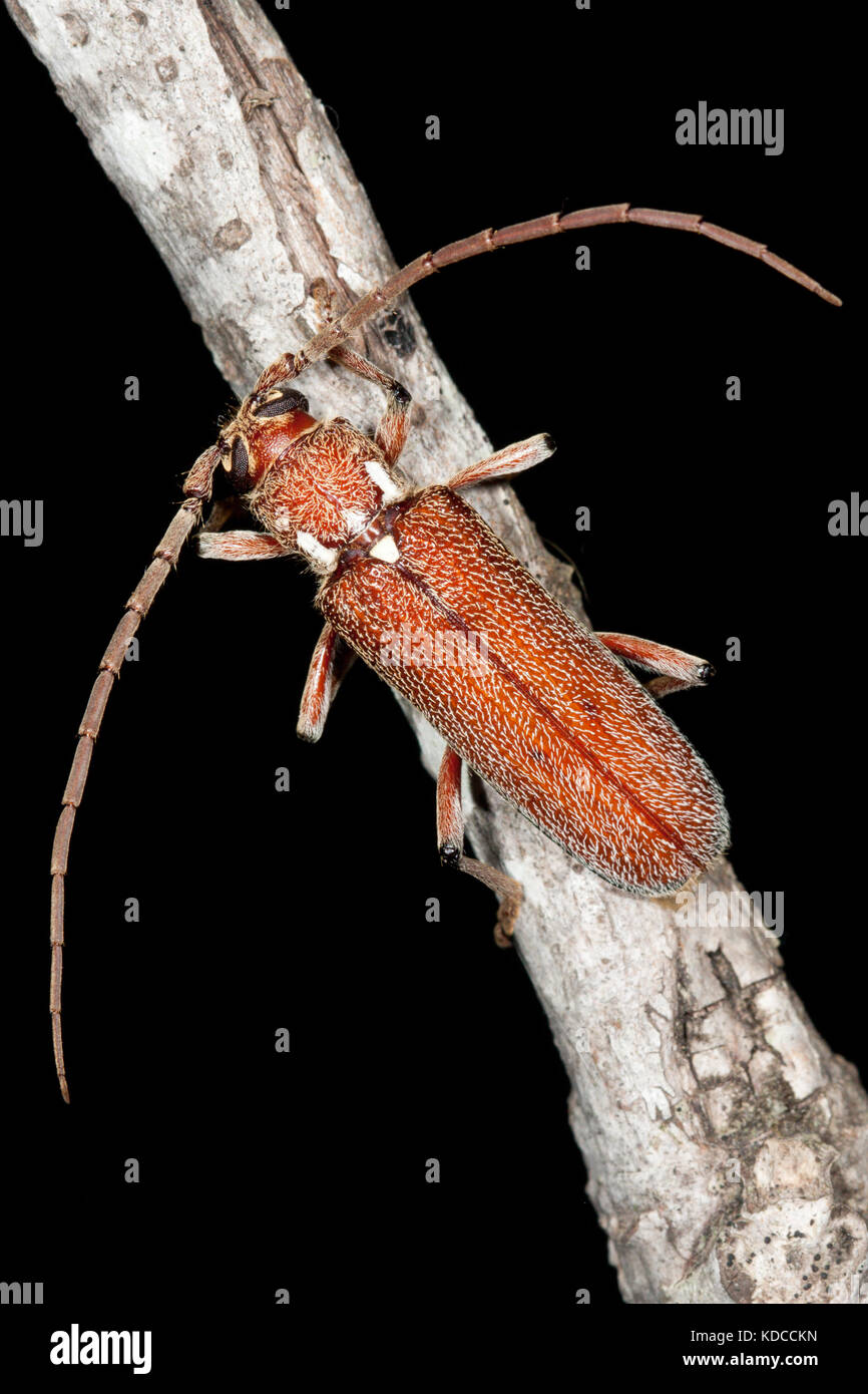 A Longicorn Beetle (Opsidota aestuosa) on twig. Hopkins Creek. New South Wales. Australia. Stock Photo