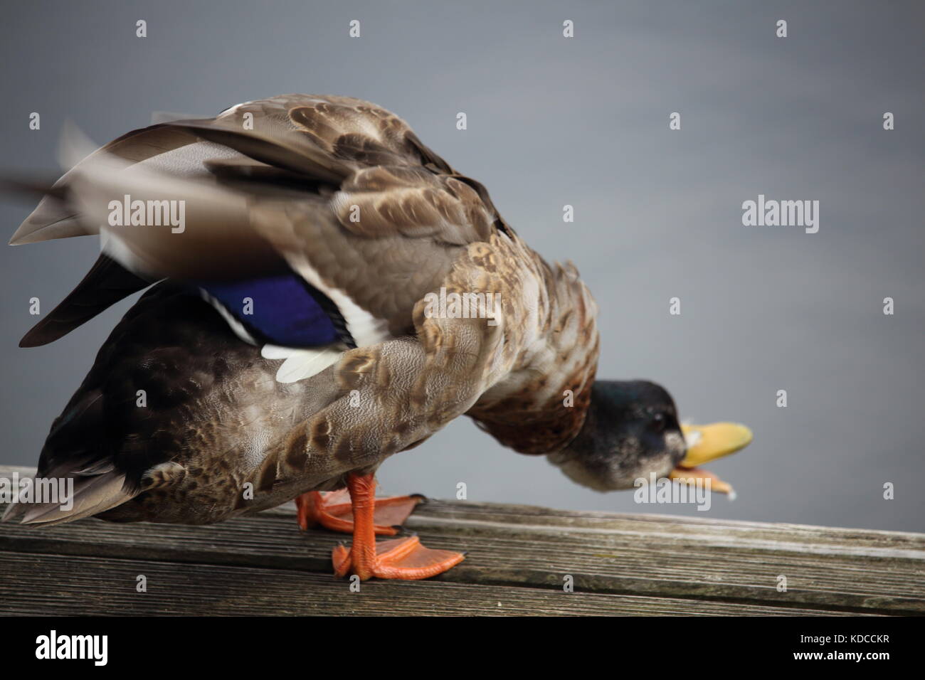 A male duck in front of a pond Stock Photo