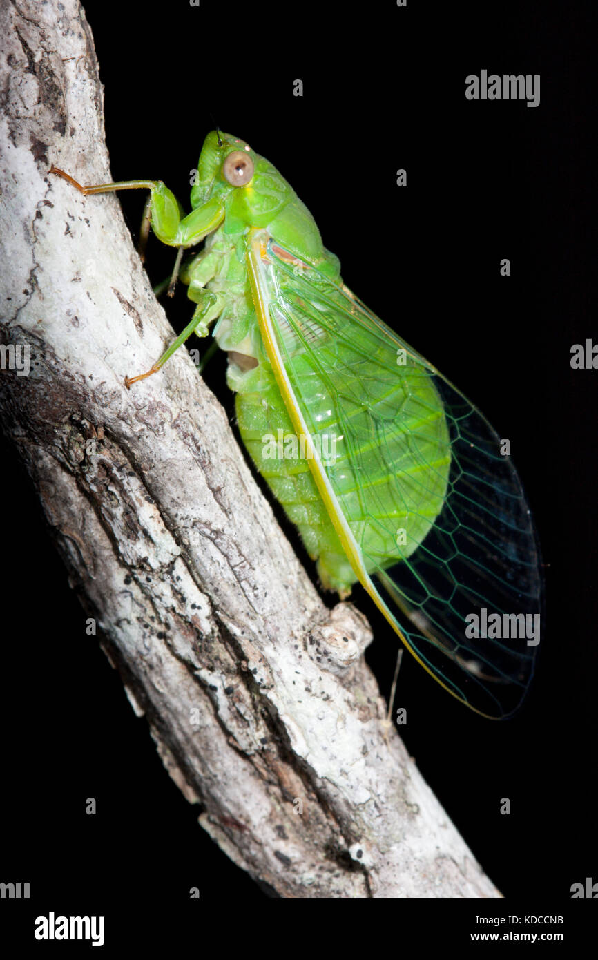 Small Bottle Cicada (Chlorocysta vitripennis). Hopkins Creek. New South Wales. Australia. Stock Photo