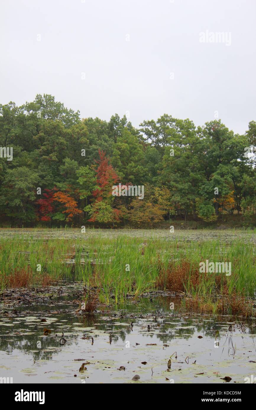 A nature view of the woods with the fall colors