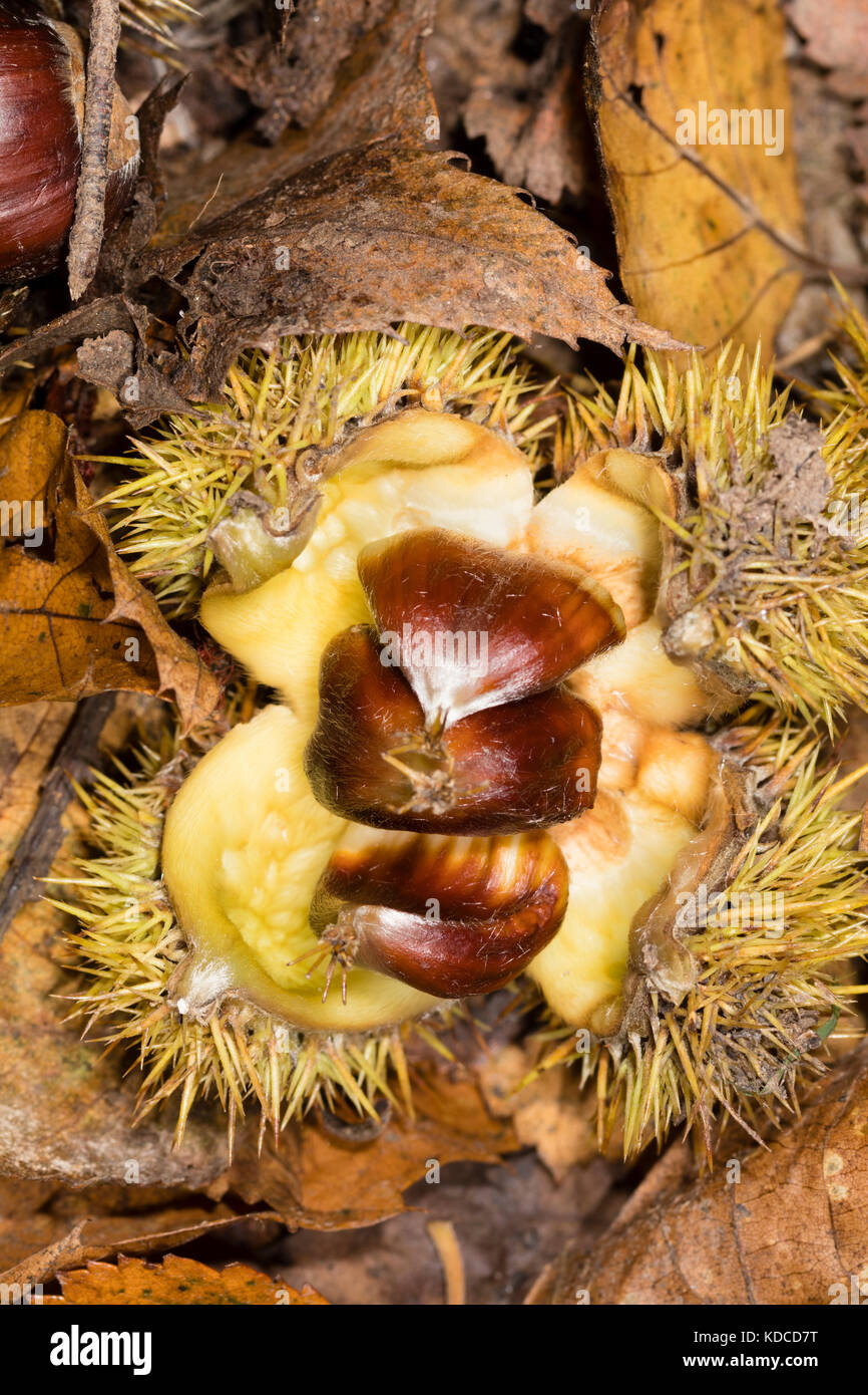 Freshly fallen spiny cupule of Castanea sativa case with three edible sweet chestnut nuts inside Stock Photo