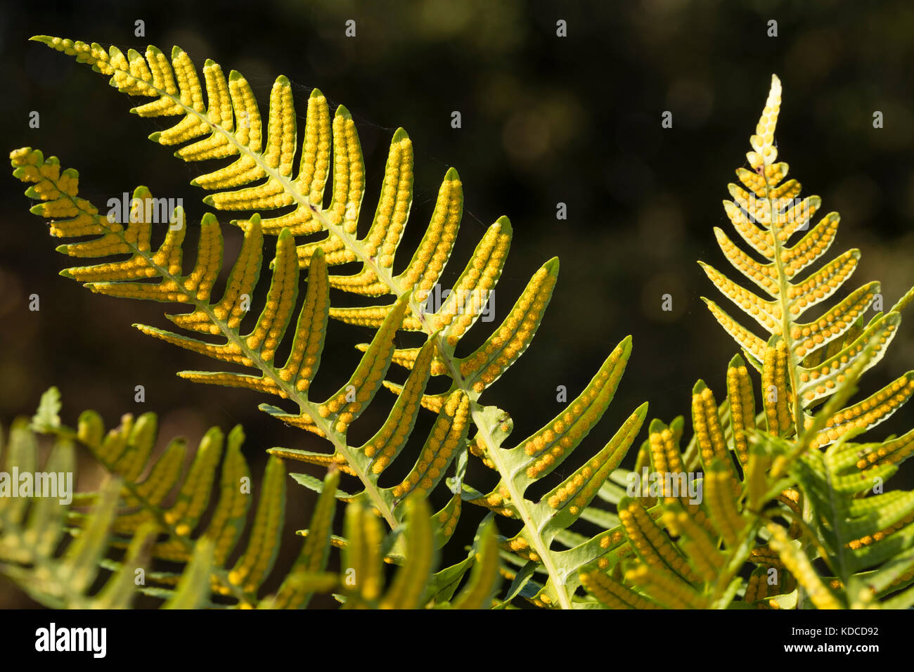 Underside of mature fronds of the Southern polypody fern, Polypodium cambricum, showing the yellow sori and spores Stock Photo
