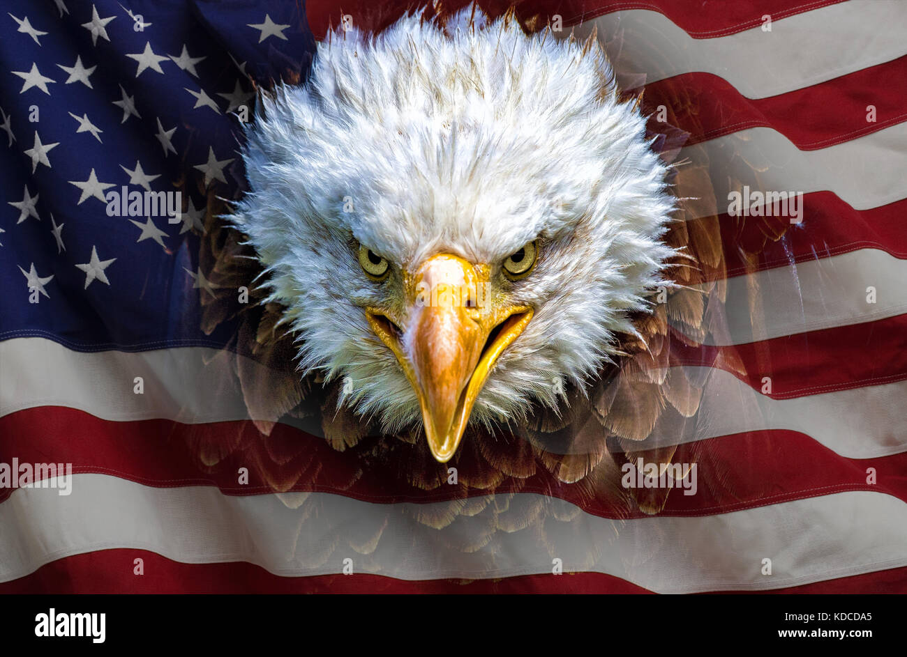 An angry north american bald eagle on american flag. Stock Photo