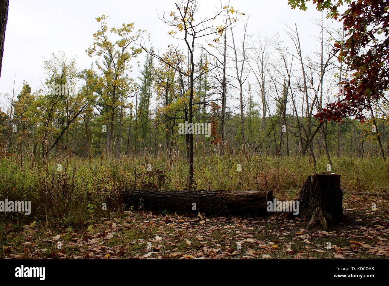 A view of the woods that is scenic and offers