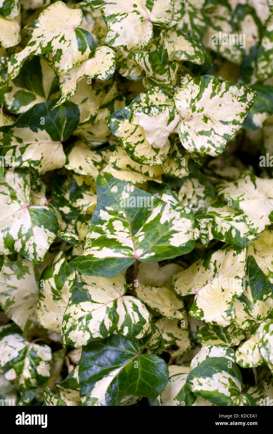 Hedera helix 'Midas Touch'. Stock Photo