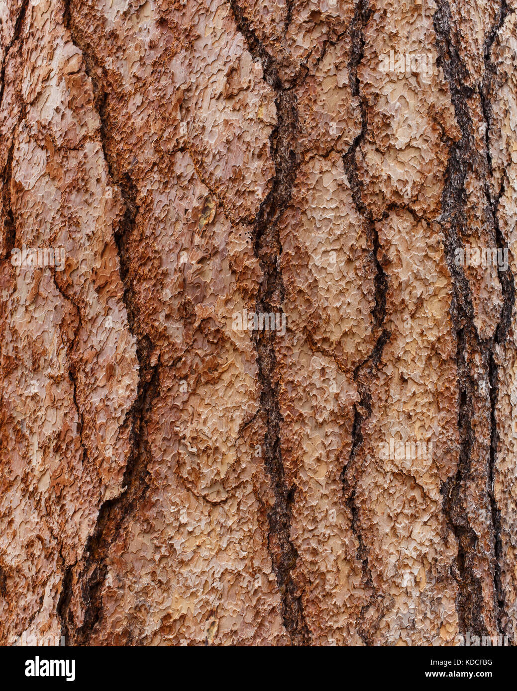 Close-up view of Ponderosa Pine Bark on a large tree showing varied patterns and cracks. Stock Photo