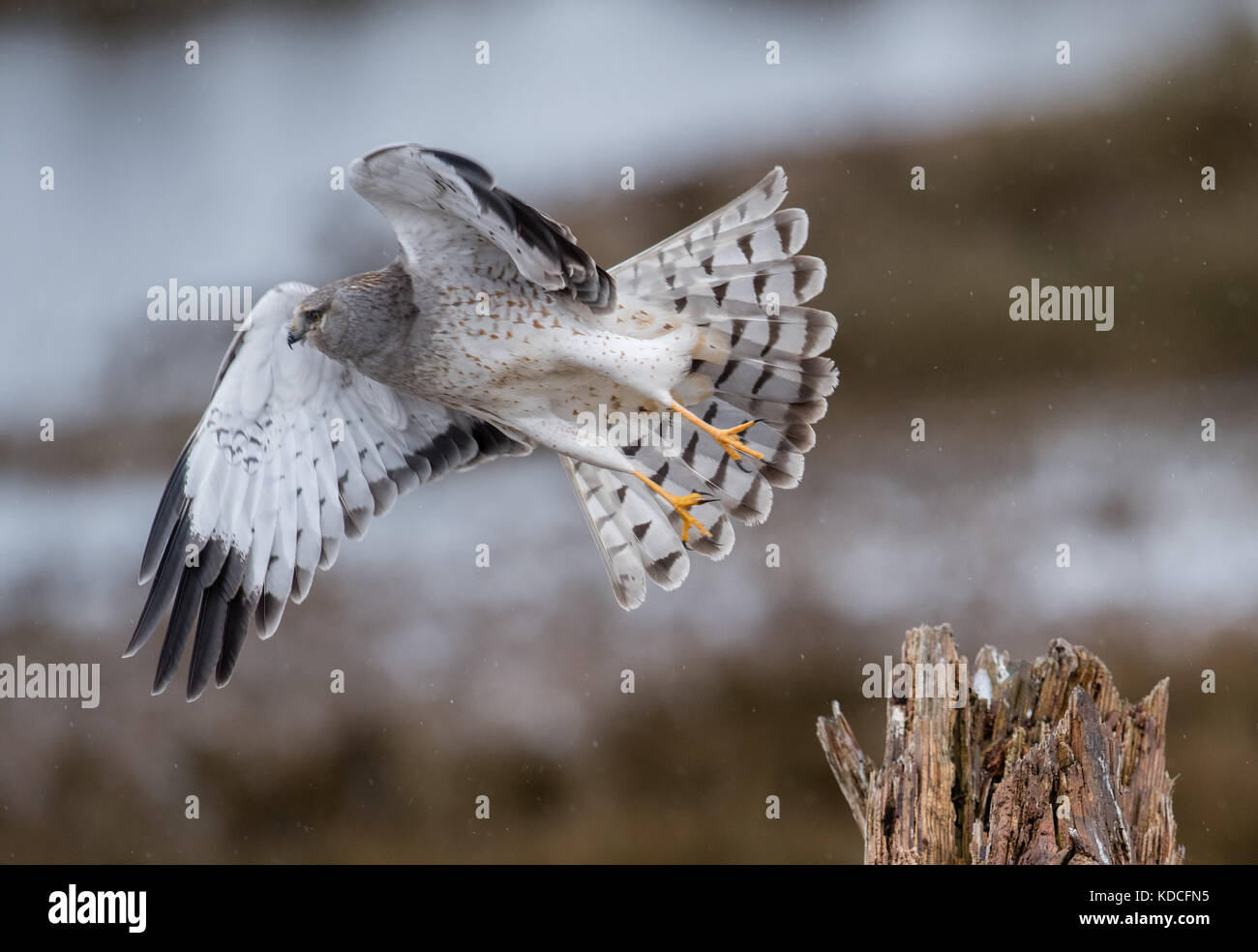 Harrier sand hi-res stock photography and images - Alamy