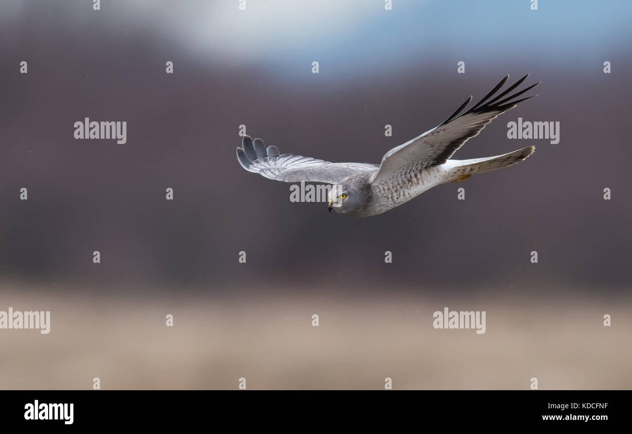 Harrier sand hi-res stock photography and images - Alamy