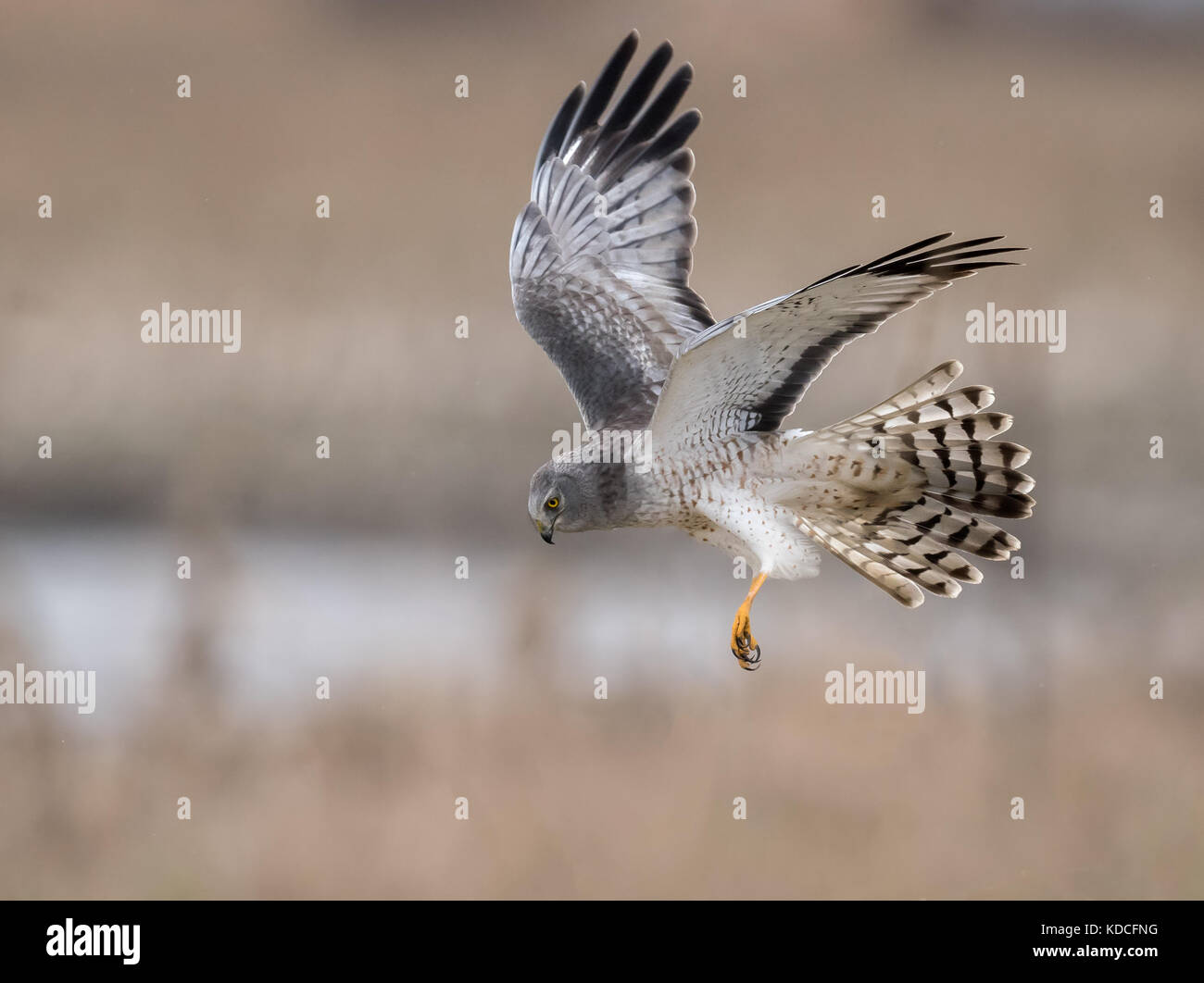 Harrier sand hi-res stock photography and images - Alamy