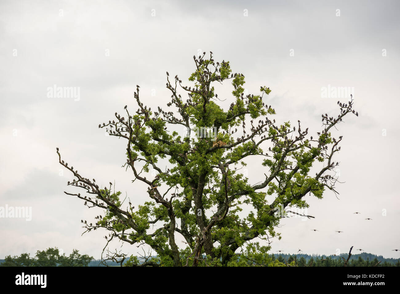 Flock of Starlings - Migrating Birds on tree Stock Photo