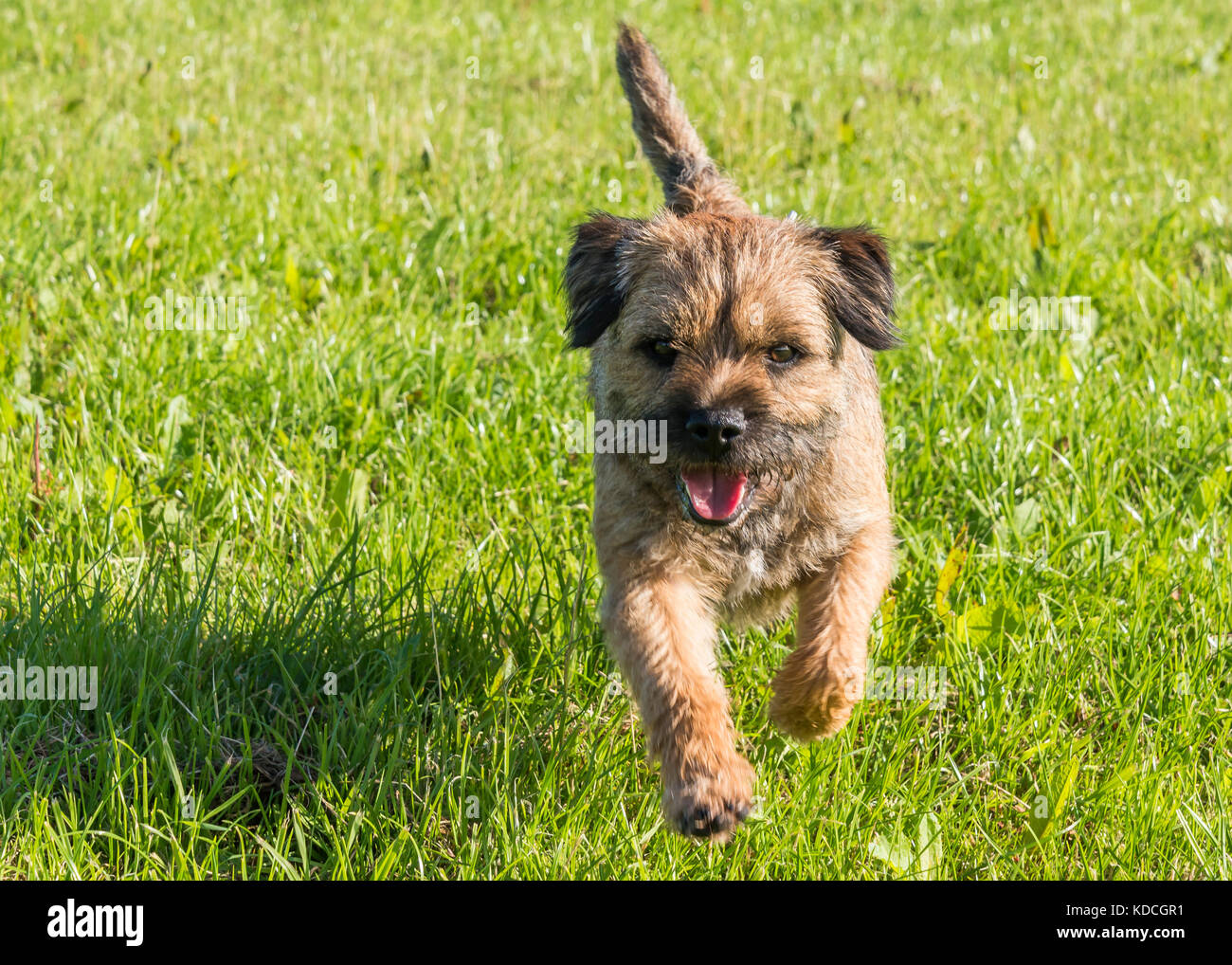 Male Border terrier running in a field Stock Photo
