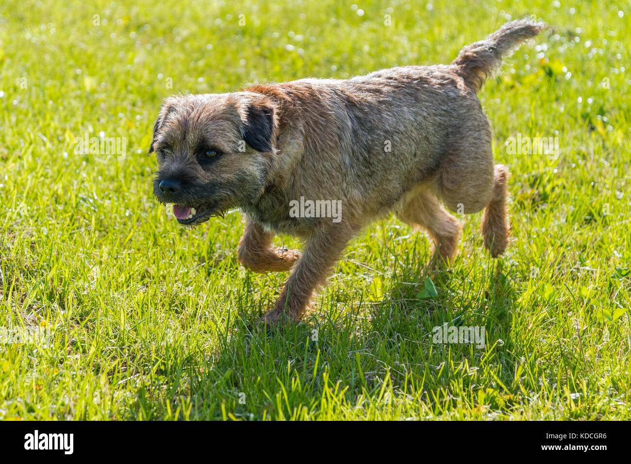 Male Border terrier running in a field Stock Photo
