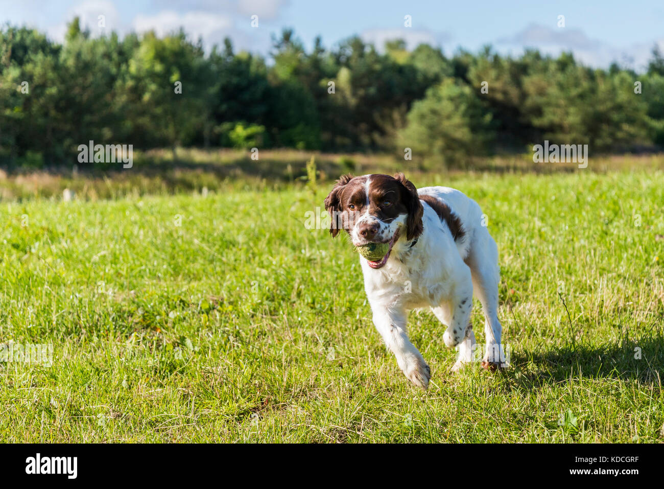 English springer spaniel running over grass with tennis ball in mouth Stock Photo