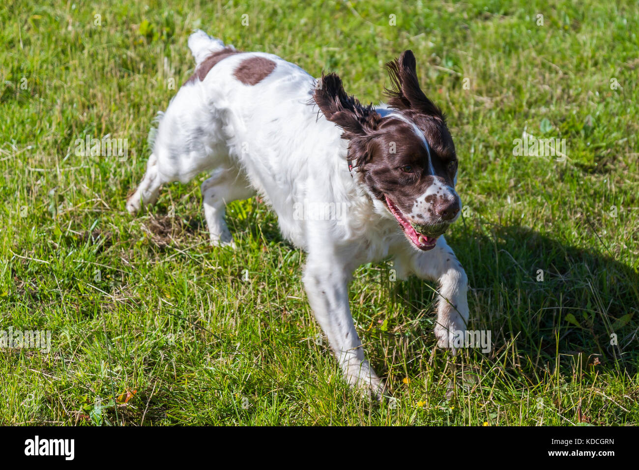 English springer spaniel running over grass with tennis ball in mouth Stock Photo